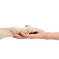 Sam Ivy K9 Consultants, Inc. Logo