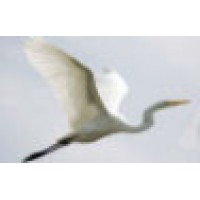 Egret Net Web Design Logo