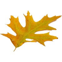 Robles Industries Logo