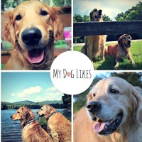 MyDogLikes, LLC Logo