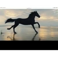 IRON PONY, LTD., THE Logo