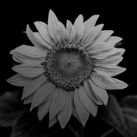 Wildflower International, LTD. Logo