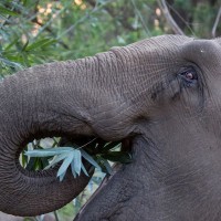 ELEPHANT AID INTERNATIONAL Logo