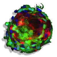 SymbioCellTech, LLC Logo