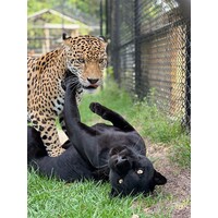 Panther Ridge Conservation Center Logo