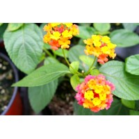NATURALLY BEAUTIFUL PLANT PRODUCTS LLC Logo