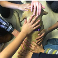 Creature Comfort Pet Therapy Logo