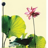 LOTUS HOUSE WOMENS SHELTER Logo
