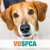 VIRGINIA BEACH SPCA Logo