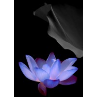 Blue Lotus Home Designs Logo