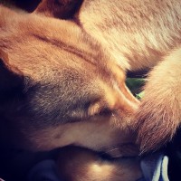 The Art of Dog Logo