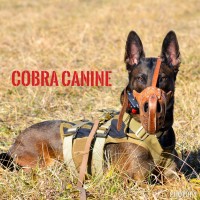 COBRA CANINE, LLC Logo