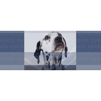 Eye4Pets Logo