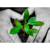 HANDS FOR LIVING Logo