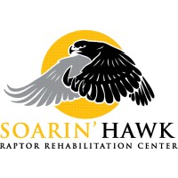 Soarin Hawk Raptor Rehabilitation Logo