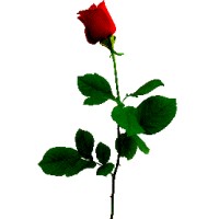 A. Rose Cleaning LLC Logo