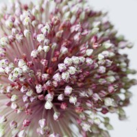 Kintsukuroi Sweden AB Logo