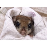 borealis Biological Logo