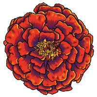 Marigold Capital Logo