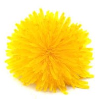 Dandelion Experience Logo