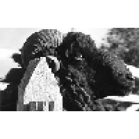 Black Sheep Inn Ecolodge Logo