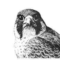 The Accounting Department Logo