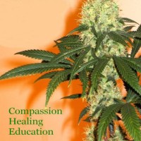 American Alliance for Medical Cannabis Logo