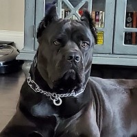 KSHO Alarm Service Inc. Logo