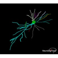 Neurodigitech, a Neuro-based CRO Biotech Logo