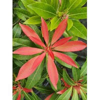 Paramount Plants & Gardens Ltd Logo