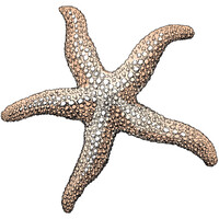 The Coastal Star Logo