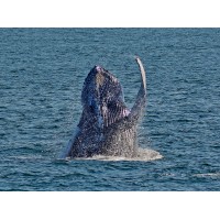 Cape May Whale Watcher Logo