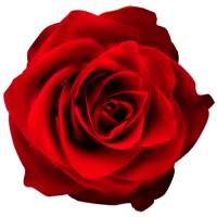 Roseland Digital Logo