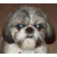4 The Dogs Obedience and Training, LLC Logo