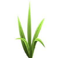 Grassroots Branding & Web Design Logo