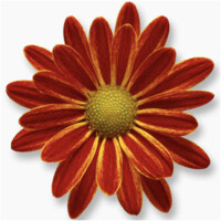 Mireille Fiset :: Conception graphique Logo