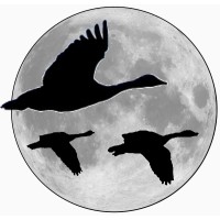 Anseres Research & Technology LLC Logo