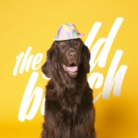 the Odd Bunch Logo