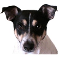 yipDog Studios, LLC Logo