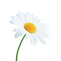 Stichting TalentGift Logo