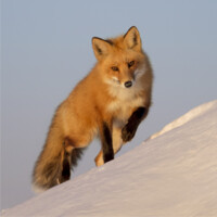 FOX ADVANTAGE Ltd Logo