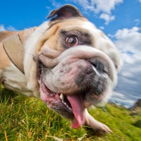 Bounders Dog Photography Logo