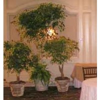 Green Effect Event Tree and Plant Rentals Logo