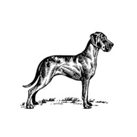 Terbodore Coffee Roasters Logo