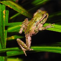 Mahakirau Forest Estate Logo