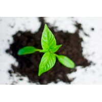 Vision Growth Fundraising Logo