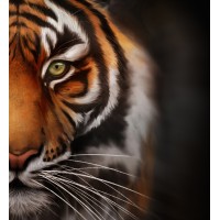 Tiger Correctional Services Logo