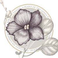 Saintpaulia Vintners Logo