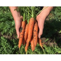 Moffatt Fresh Produce Logo
