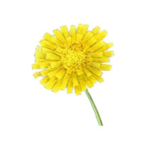 Start Anywhere Media Logo